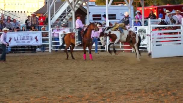 Cowboy Rides Saddle Back at Rodeo — Stock Video