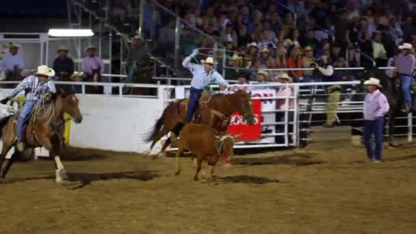 Cowboys roping at the rodeo — Stock Video