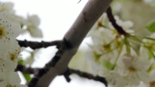 Springtime blossoms on a tree — Stock Video