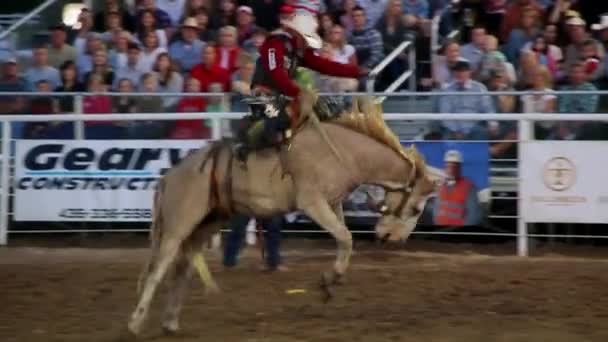 Bucking Saddle Bronc at Rodeo — Stok Video