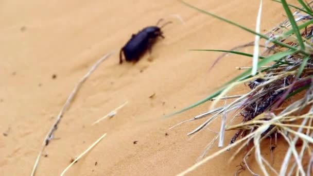 Kever loopt rond zand — Stockvideo