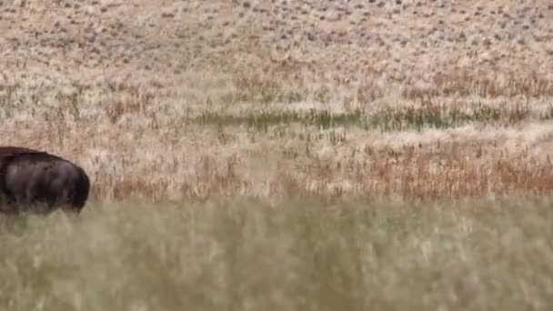 Bison broutent dans les champs herbeux — Video