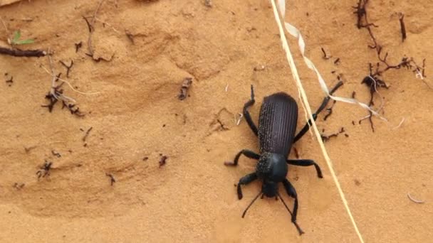 カブトムシが砂を歩く — ストック動画