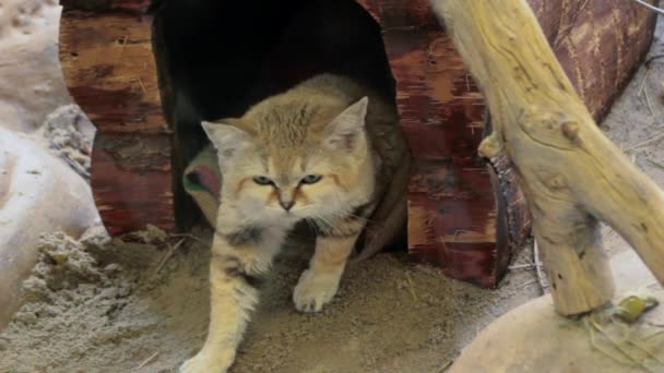 Een mooie wildcat in dierentuin — Stockvideo