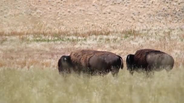 Búfalo pastan en los campos herbáceos — Vídeos de Stock