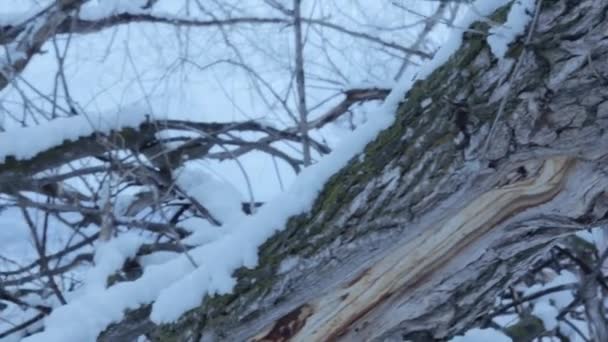 Koude winter bomen — Stockvideo