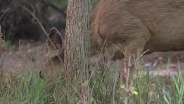 Ciervo comiendo hierba verde — Vídeo de stock