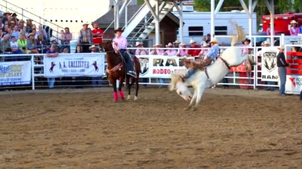 Cowboy stürzt bei Bareback-Fahrt — Stockvideo