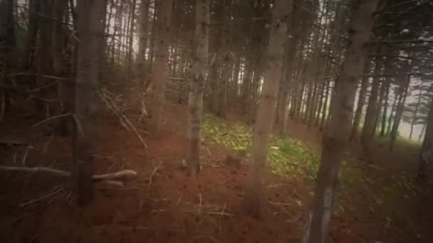 Pinos gruesos en el bosque — Vídeo de stock