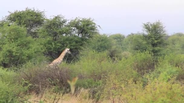 Afrikaanse giraffen in de bomen — Stockvideo