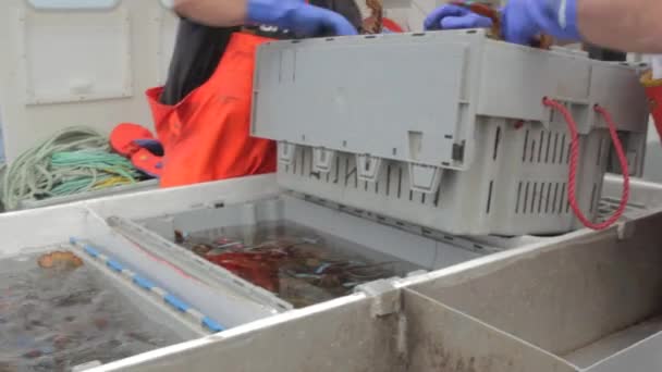 Fishermen counting their lobsters — Stock Video