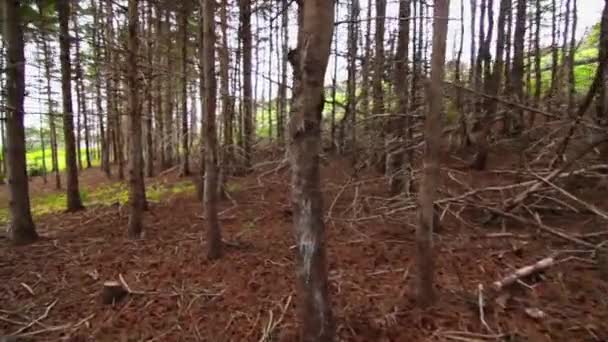 Thick pine trees in the forest — Stock Video