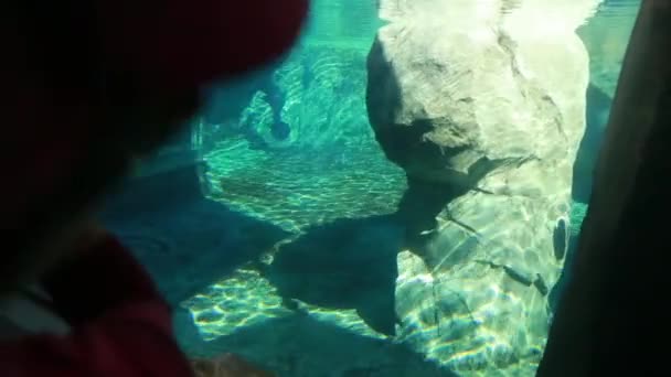 Familie beobachtet eine Robbe — Stockvideo