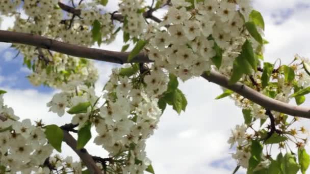 Blommande blommor under våren — Stockvideo