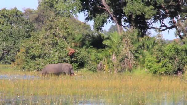 Ελέφαντας διασχίζει ένα κανάλι — Αρχείο Βίντεο