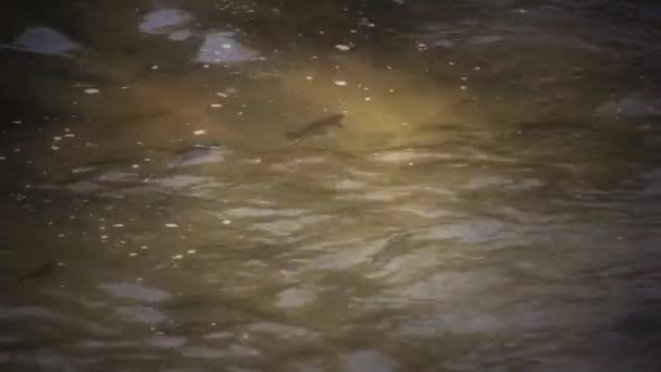 Gruppe von Fischen schwimmt im Fluss — Stockvideo