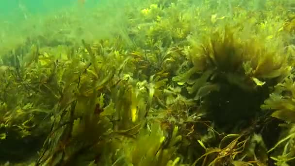 Kleurrijke zee onkruid op de oceaanbodem — Stockvideo