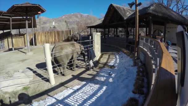 As pessoas assistem elefante fazer truques — Vídeo de Stock