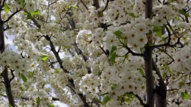 Lente bloesems op een boom — Stockvideo