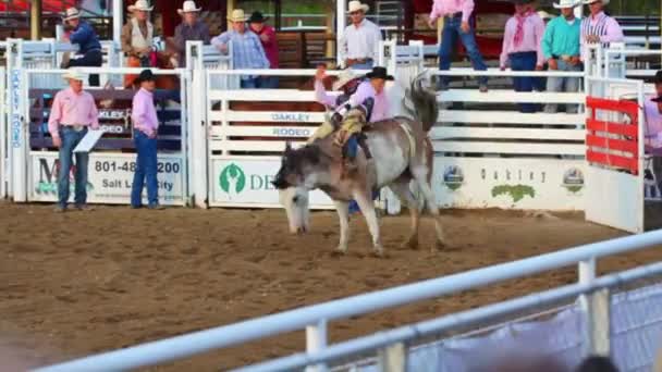 Cowboy csapat roping — Stock videók