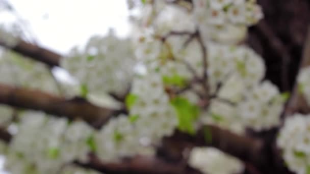 Springtime blossoms on a tree — Stock Video