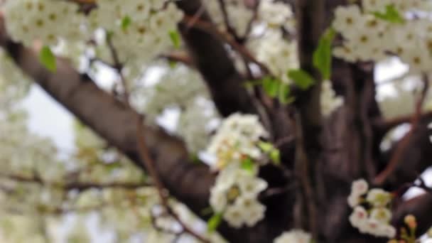 Frühlingsblüher auf einem Baum — Stockvideo