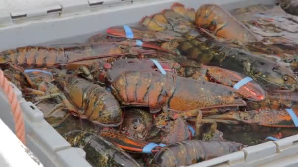 Atrapar langostas en un barco — Vídeo de stock