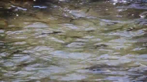 Gruppe von Fischen schwimmt im Fluss — Stockvideo