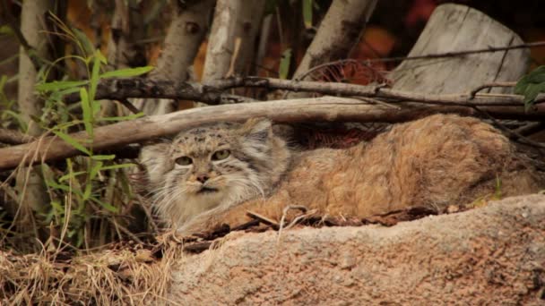 Furry Żbik w zoo — Wideo stockowe