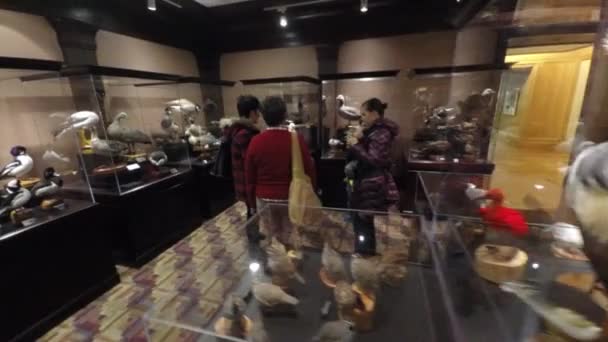 Семья в музее биологии — стоковое видео