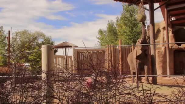 Manger des éléphants au zoo — Video