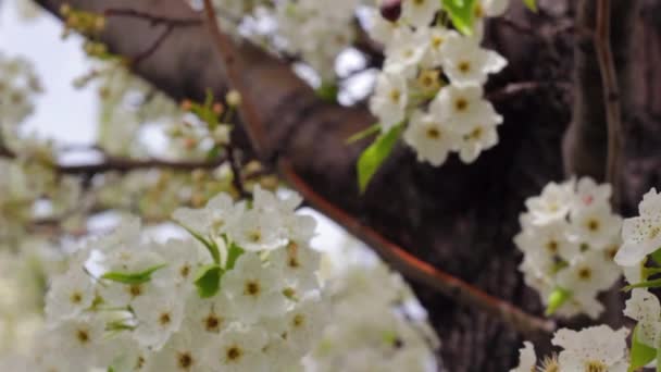 Springtime blossoms on a tree — Stock Video