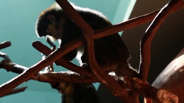 Małpy siedzi na drzewie — Wideo stockowe