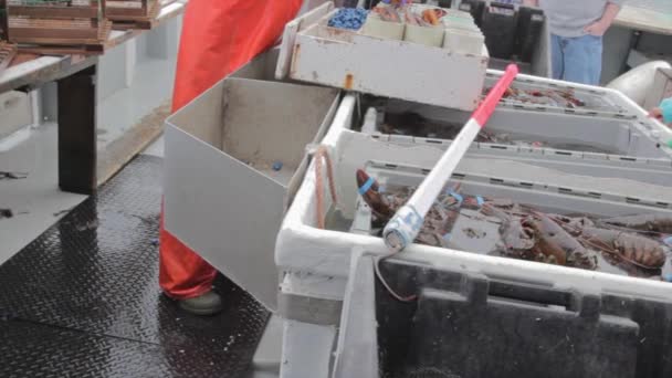 Fishermen counting their lobsters — Stock Video