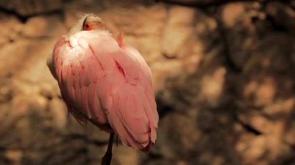 Mooie roze flamingo — Stockvideo