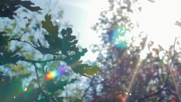 Sol brilhando através de folhas — Vídeo de Stock