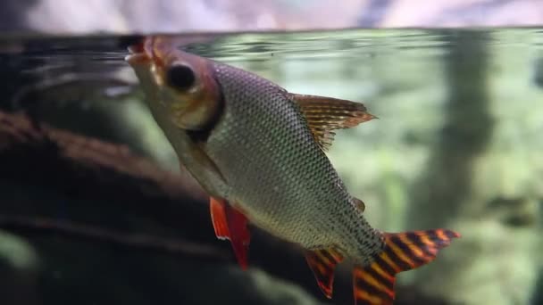 Peces comiendo alimentos — Vídeos de Stock