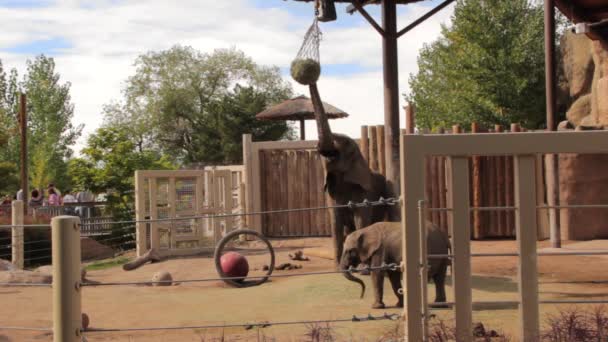 Familia de elefantes en el zoológico — Vídeo de stock