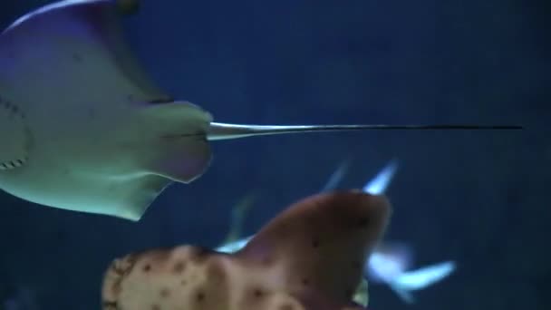 Fische schwimmen im Aquarium — Stockvideo