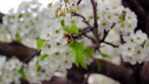 Springtime blossoms on a tree — Stock Video