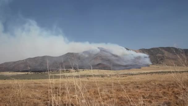 Un feu de forêt brûle à travers la montagne — Video