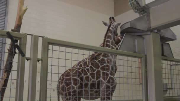 African giraffes at the zoo — Stock Video