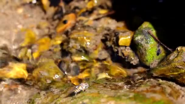 Vliegen op de oever van rivier — Stockvideo