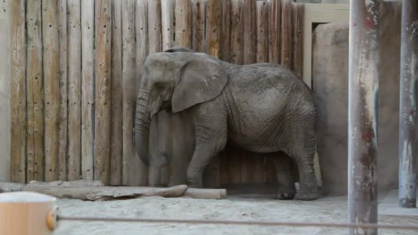 Слон бросает грязь — стоковое видео