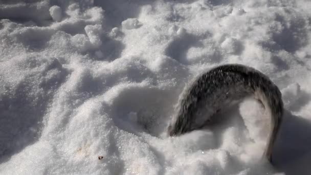 Caught  fish lying in the snow — Stock Video