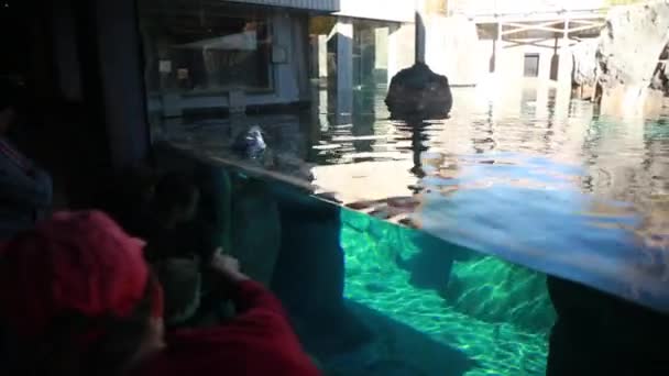 Familien gehen im Zoo spazieren — Stockvideo