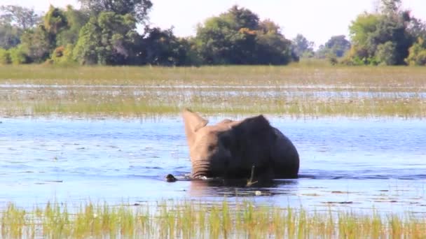 Elefante cruza um canal — Vídeo de Stock