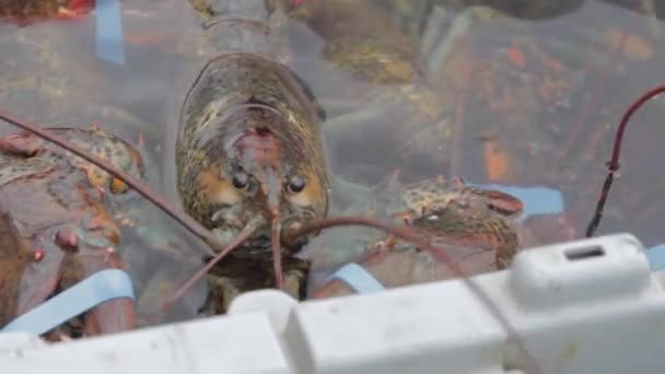 Свежие омары на лодке — стоковое видео