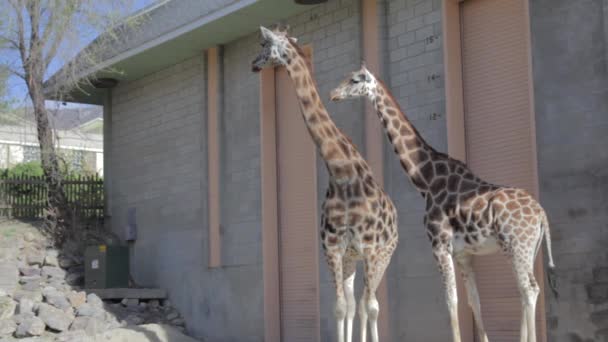Африканские жирафы в зоопарке — стоковое видео
