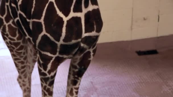 African giraffe at the zoo — Stock Video